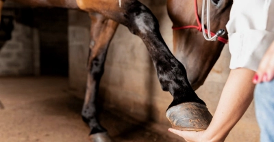 Curso de Fisioterapia Equina (Premium con Doble Certificación)