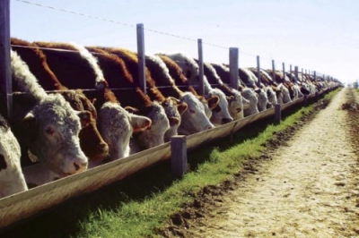 Técnico Auxiliar en Feedlot y Ganadería Profesional