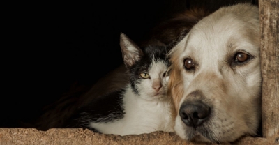 Curso de Sanidad, Ropa y Pastelería Canina y Felina