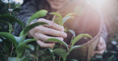 Aprovechamiento y Conservación del Medio Natural (Premium con Doble Certificación)