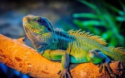 Certificación en Herpetología. Reptiles y Anfibios (Premium con Doble Certificación)