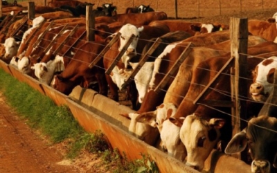 Capacitación en Feedlot con nuevas Tecnologías