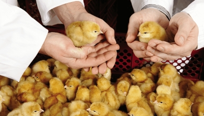 Capacitación en Incubación y control de producción de huevos