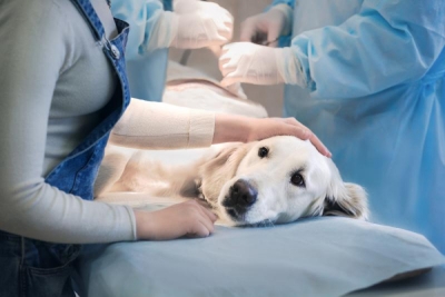 Capacitación en Clínicas Veterinarias