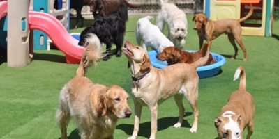 Capacitación en Residencia de Mascotas