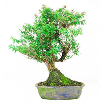Capacitación en Bonsai y Plantas Interiores