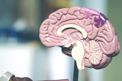 Capacitación en la Incidencia del cerebro y las emociones