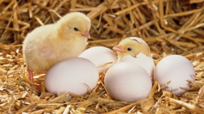 Curso de Producción de Huevos e Incubación de Pollitos Bebé (Premium con Doble Certificación)