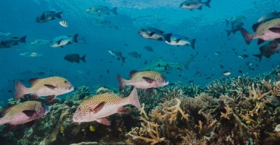Técnico Auxiliar en Vida y Rescate de la Biodiversidad Marina