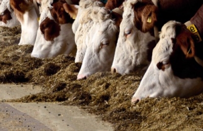 Capacitación en Feedlot y Ganadería Profesional