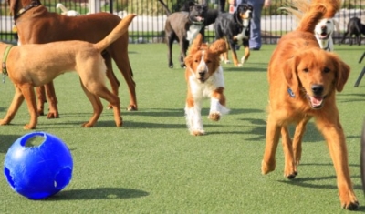 Capacitación en Guarderías, Criaderos y Refugios para Animales de Compañía