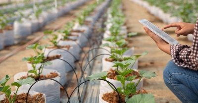 Especialista en Gestión y Cultivo en Invernaderos