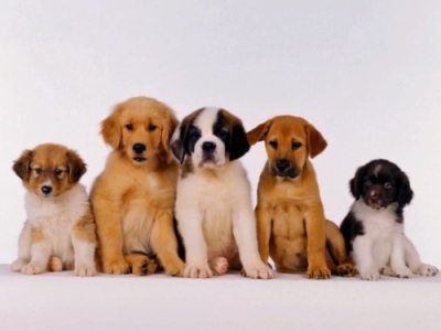 Capacitación en Cuidado y Crianza de Cachorros