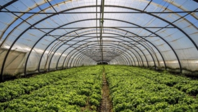 Capacitación en Gestión y Cultivo en Invernaderos