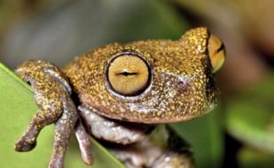 Capacitación en Herpetología (Reptiles y Anfibios)