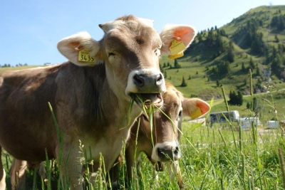 Inseminación, Reproducción y Genética de Animales Vacunos